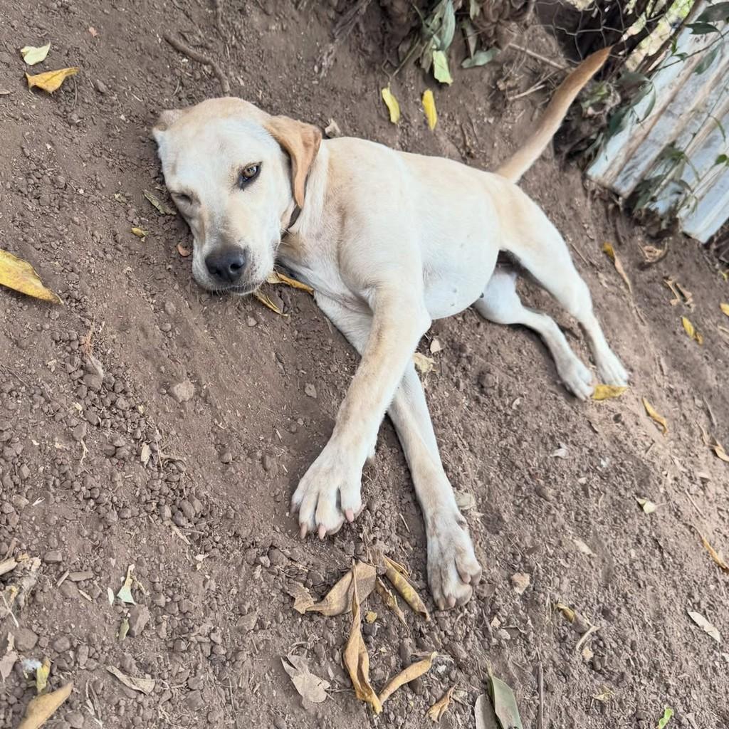 Vanilla, cadela de porte médio para adoção em Goiânia - GO — foto 3 de 4