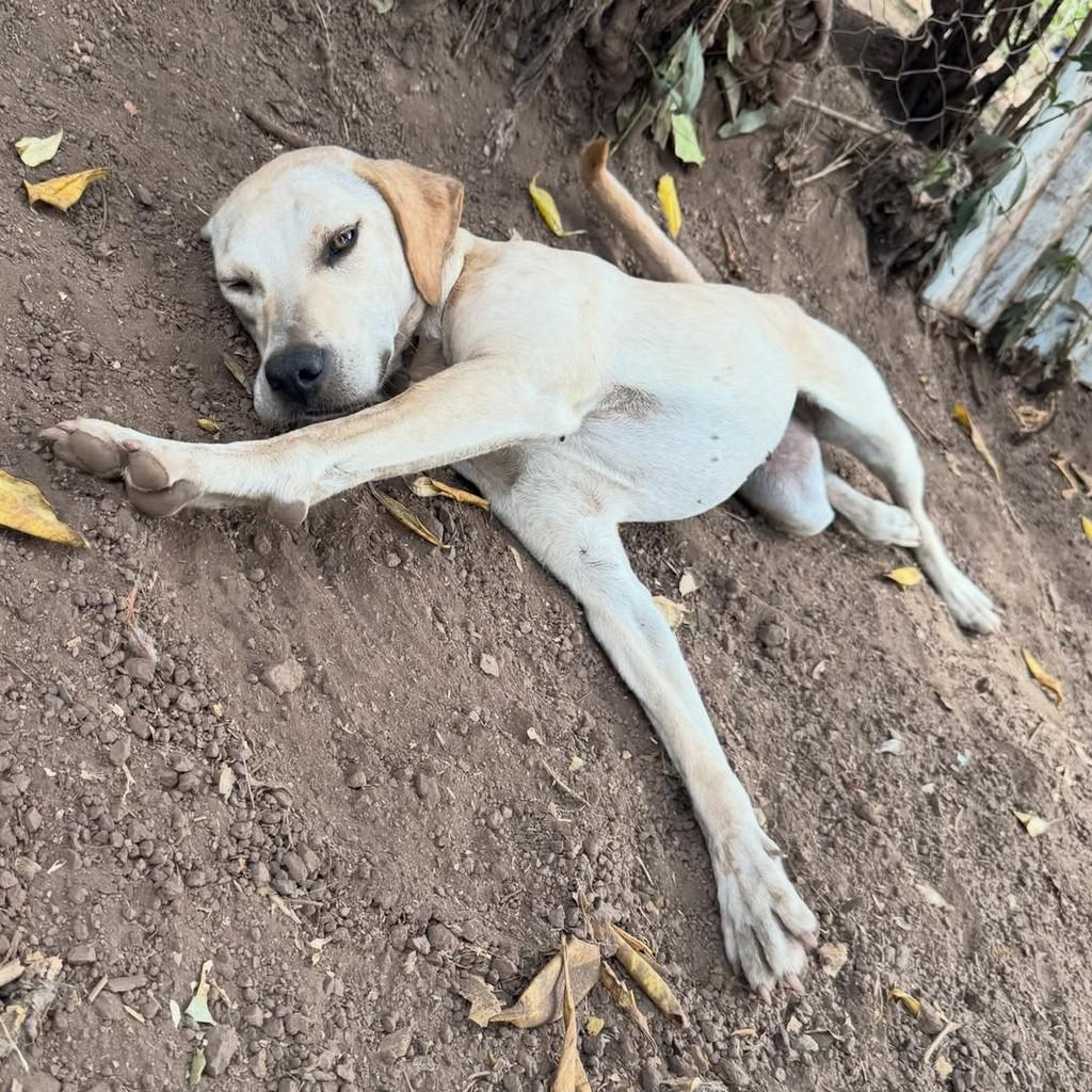 Vanilla, cadela de porte médio para adoção em Goiânia - GO — foto 4 de 4