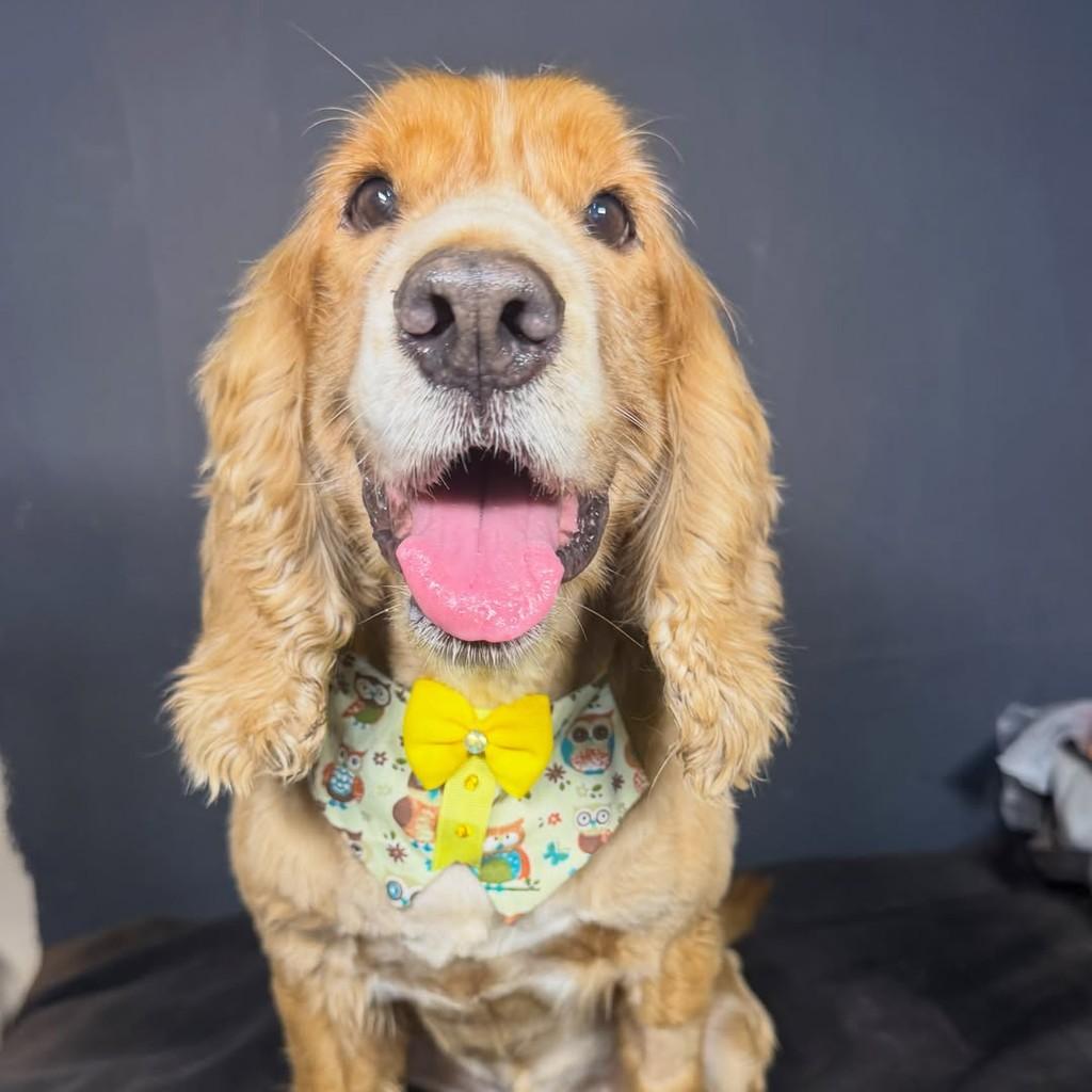 Príncipe, cachorro de porte médio para adoção em Goiânia - GO