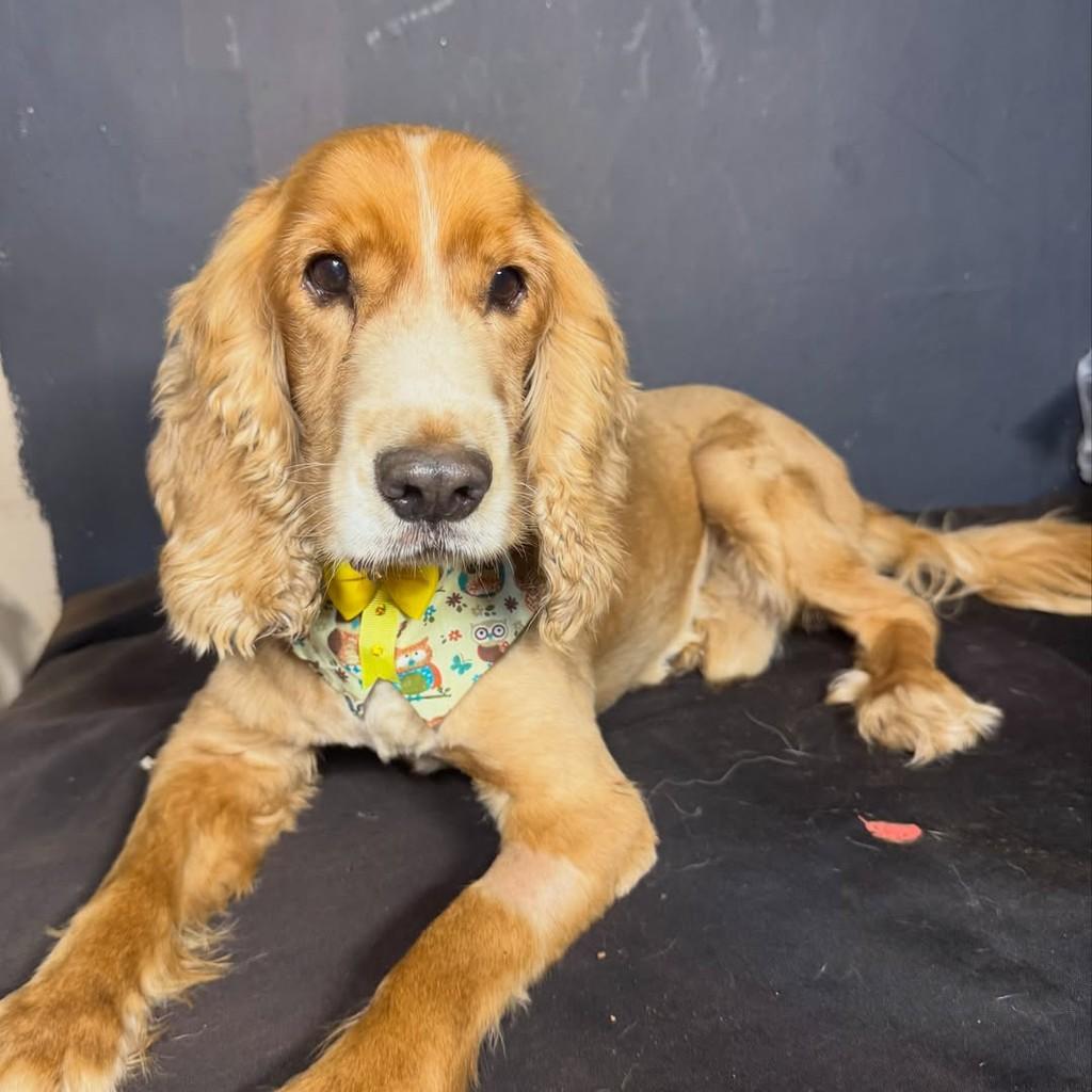 Príncipe, cachorro de porte médio para adoção em Goiânia - GO — foto 2 de 4