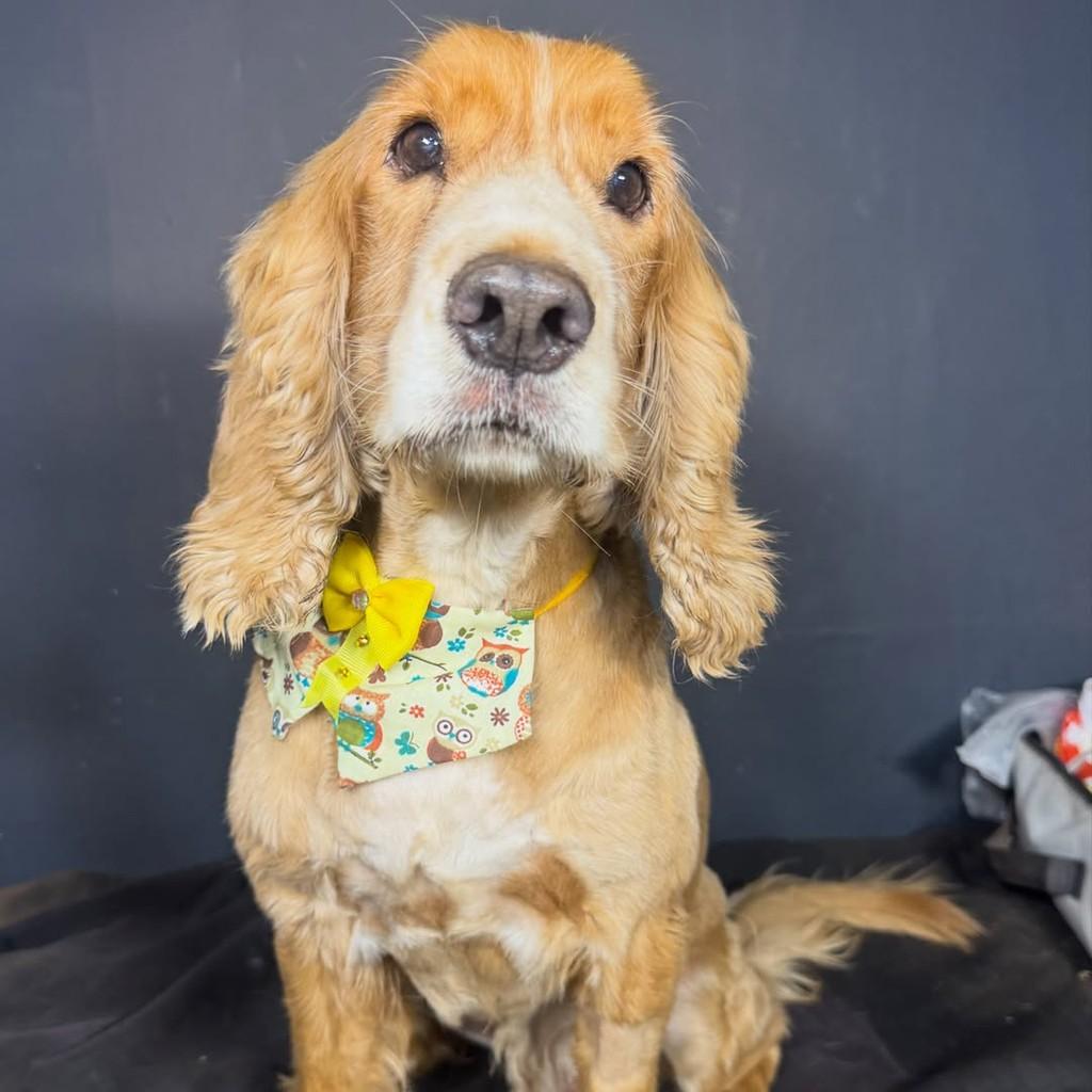 Príncipe, cachorro de porte médio para adoção em Goiânia - GO — foto 3 de 4