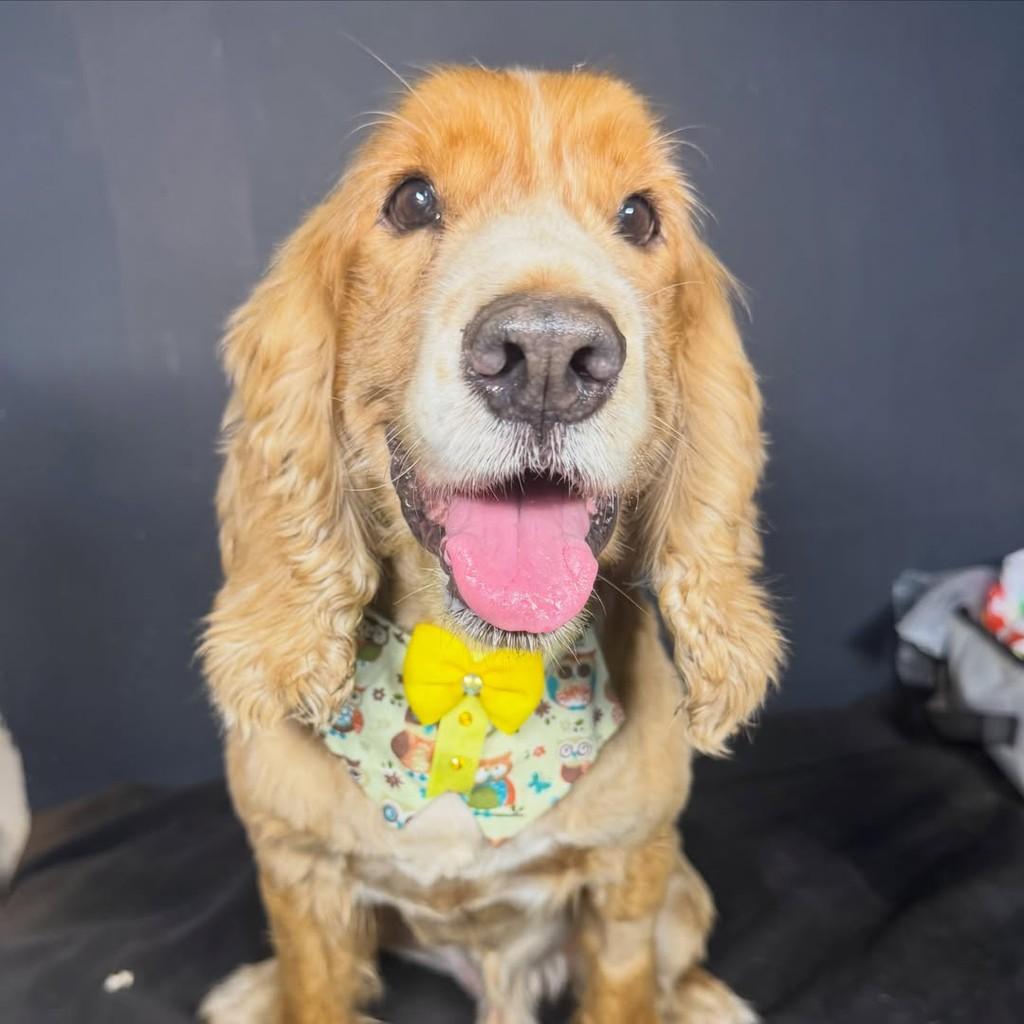 Príncipe, cachorro de porte médio para adoção em Goiânia - GO — foto 4 de 4
