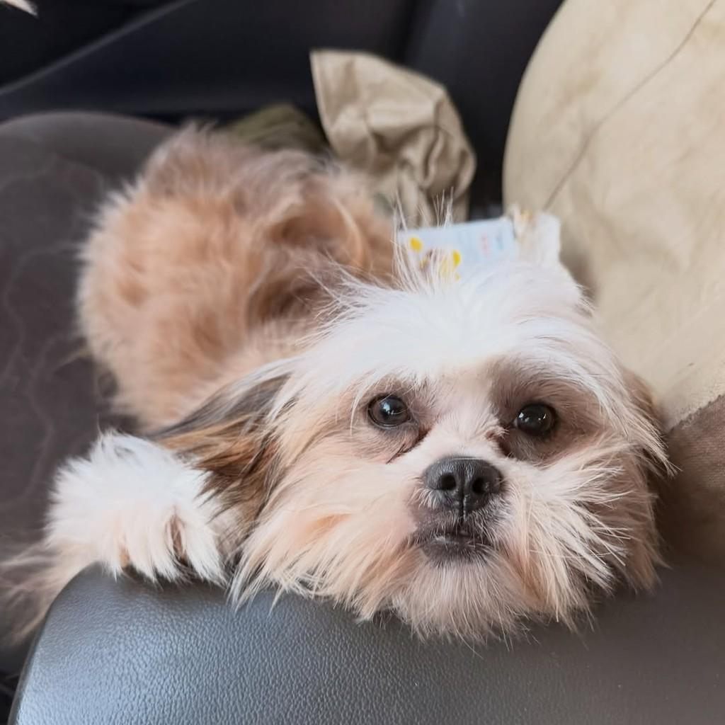 Leka, cadela de porte pequeno para adoção em Goiânia - GO