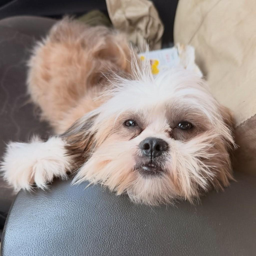 Leka, cadela de porte pequeno para adoção em Goiânia - GO — foto 2 de 2