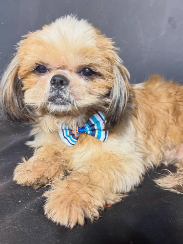 Kairo, cachorro de porte pequeno para adoção em Goiânia - GO