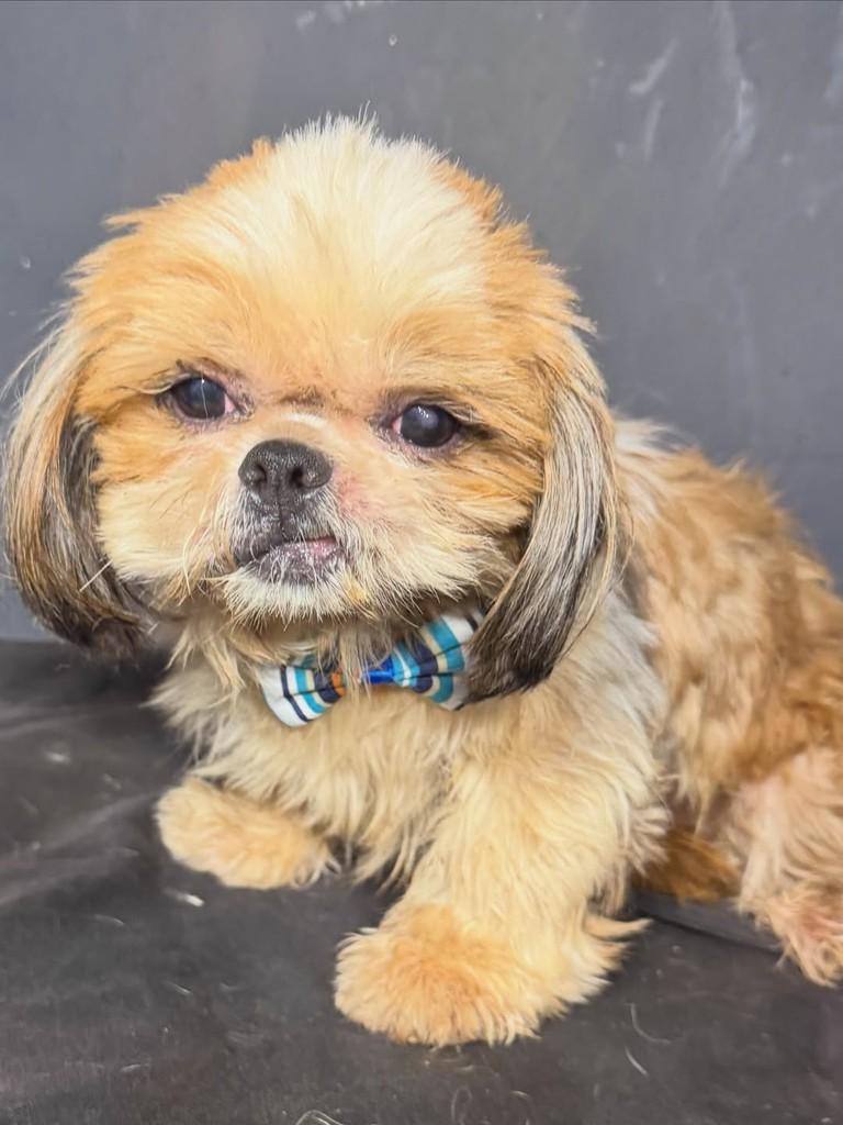 Kairo, cachorro de porte pequeno para adoção em Goiânia - GO — foto 2 de 3