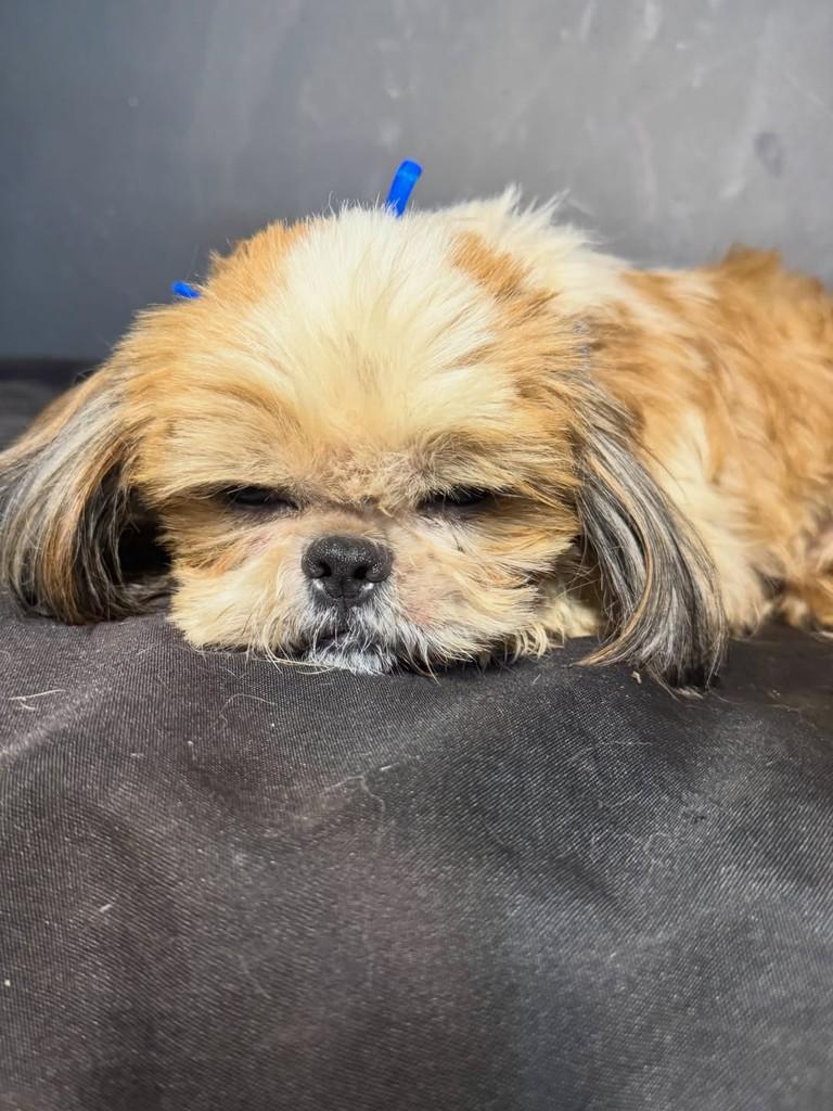 Kairo, cachorro de porte pequeno para adoção em Goiânia - GO — foto 3 de 3