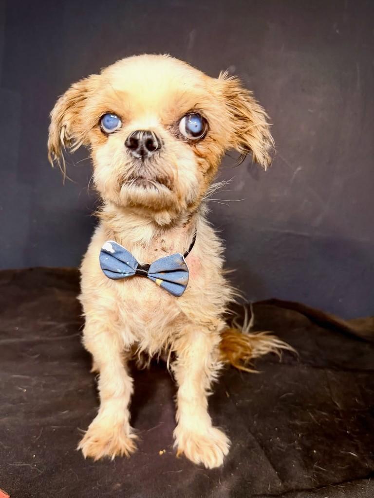 Hudson, cachorro de porte pequeno para adoção em Goiânia - GO