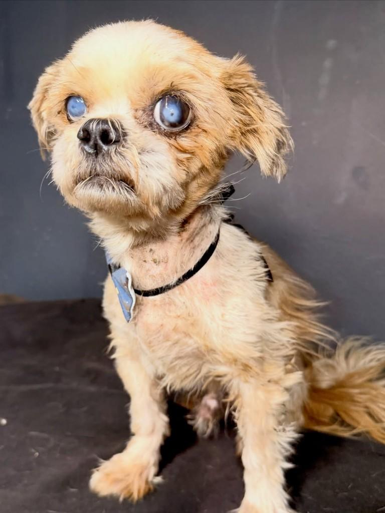 Hudson, cachorro de porte pequeno para adoção em Goiânia - GO — foto 2 de 2