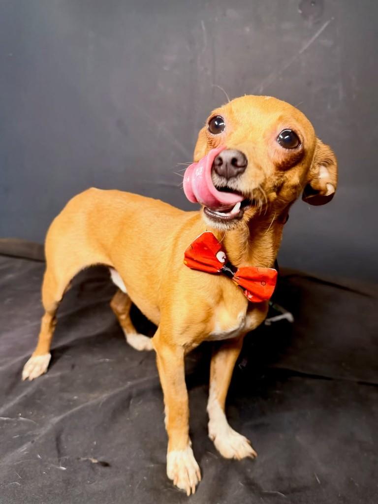 Séve, cachorro de porte pequeno para adoção em Goiânia - GO
