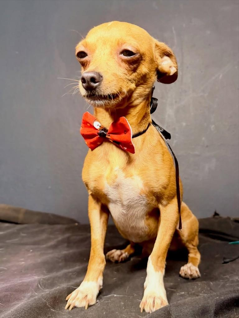 Séve, cachorro de porte pequeno para adoção em Goiânia - GO — foto 2 de 3