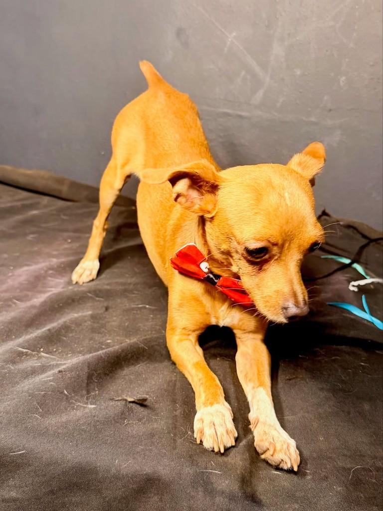 Séve, cachorro de porte pequeno para adoção em Goiânia - GO — foto 3 de 3