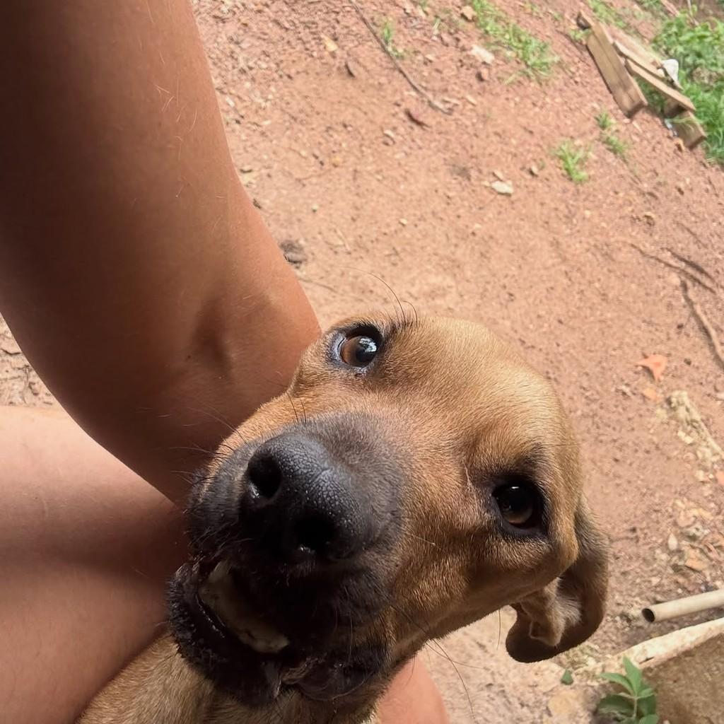 Timmy, cachorro de porte pequeno para adoção em Goiânia - GO