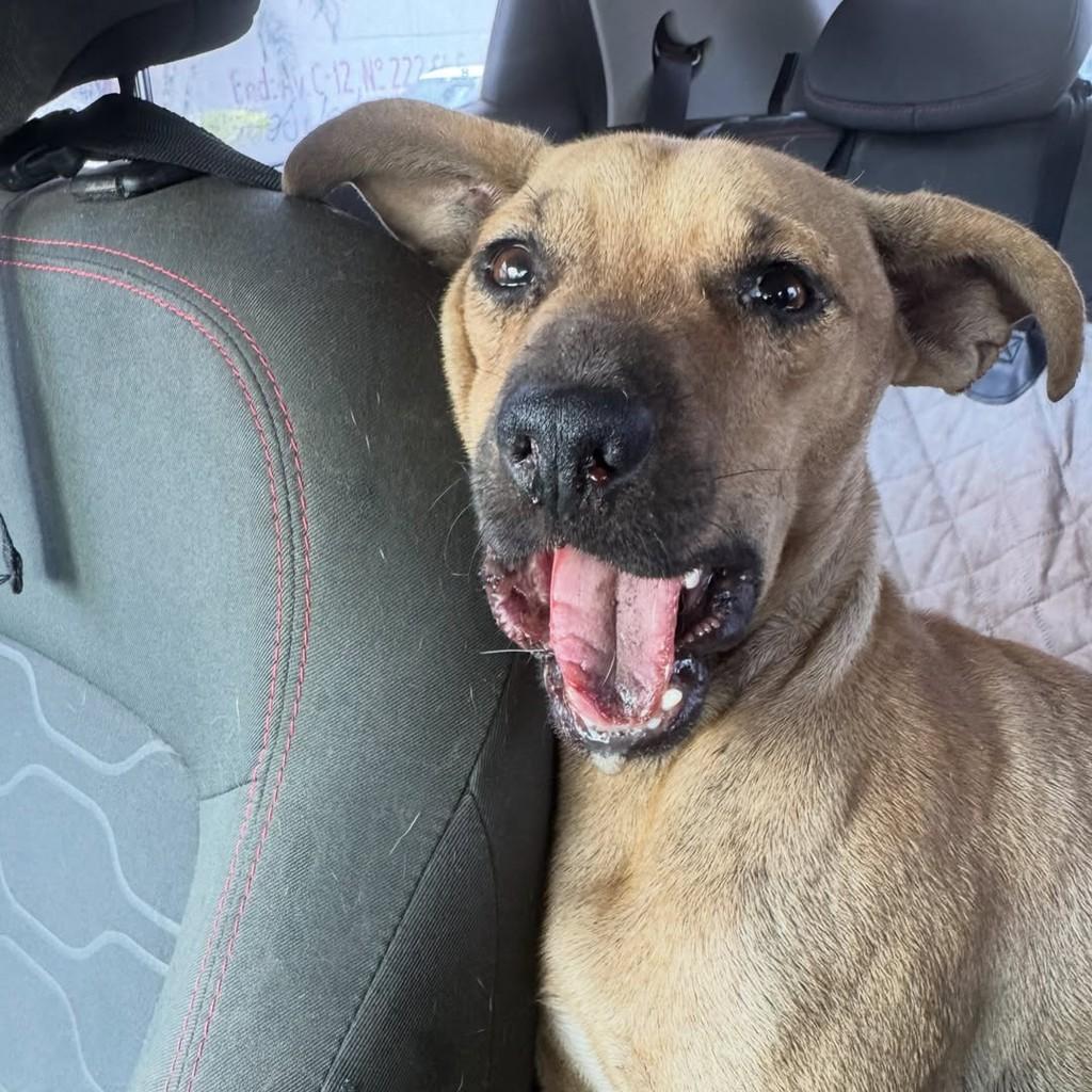 Timmy, cachorro de porte pequeno para adoção em Goiânia - GO — foto 2 de 2