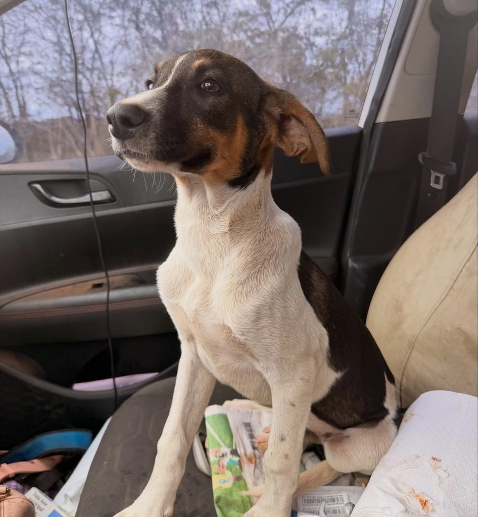 Alonso, cachorro de porte grande para adoção em Goiânia - GO