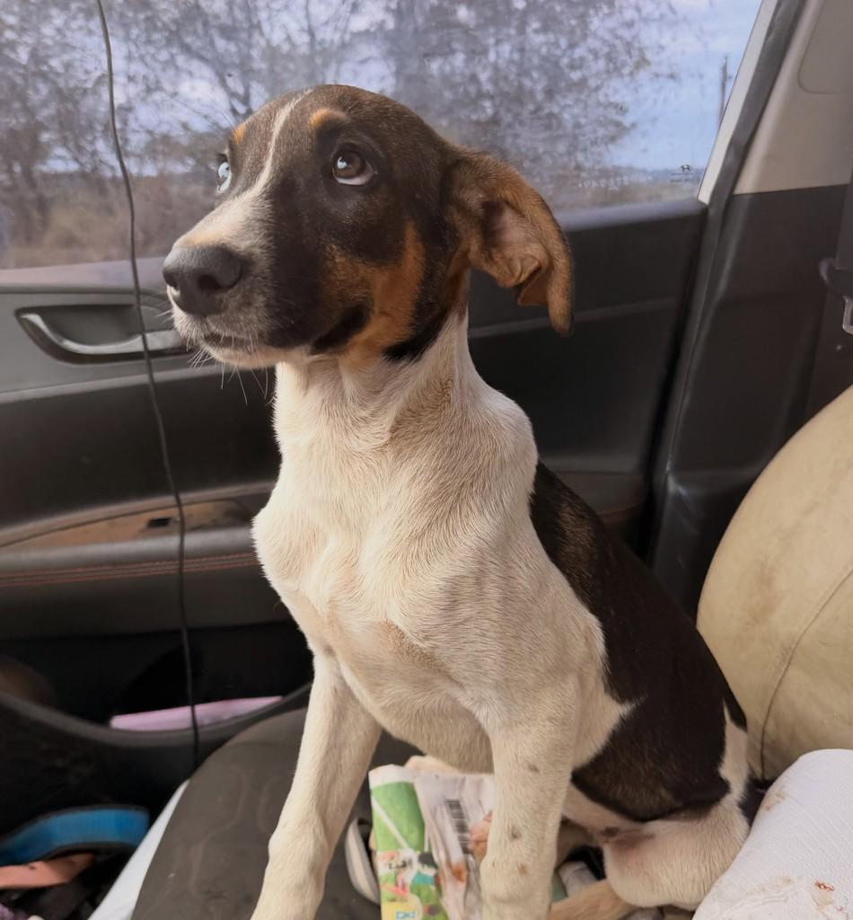 Alonso, cachorro de porte grande para adoção em Goiânia - GO — foto 2 de 2