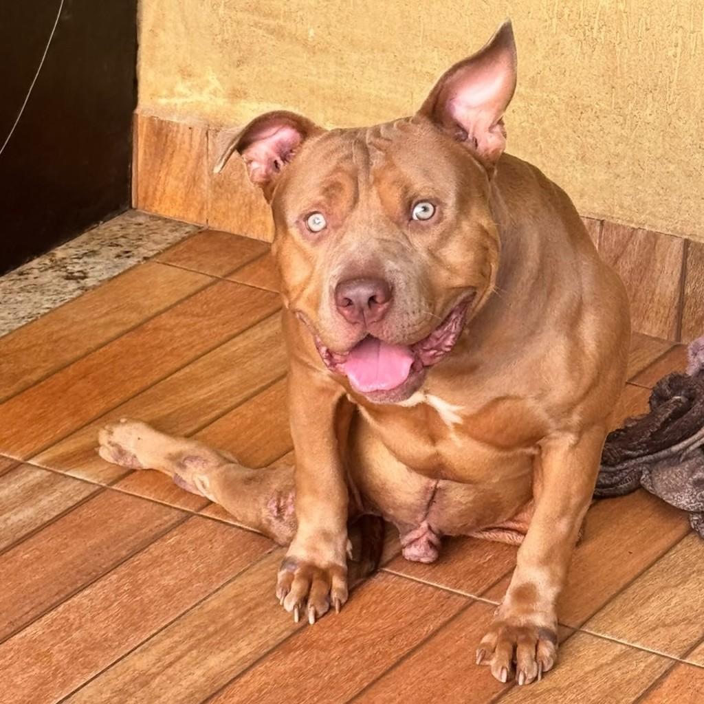 Android, cachorro de porte médio para adoção em Goiânia - GO