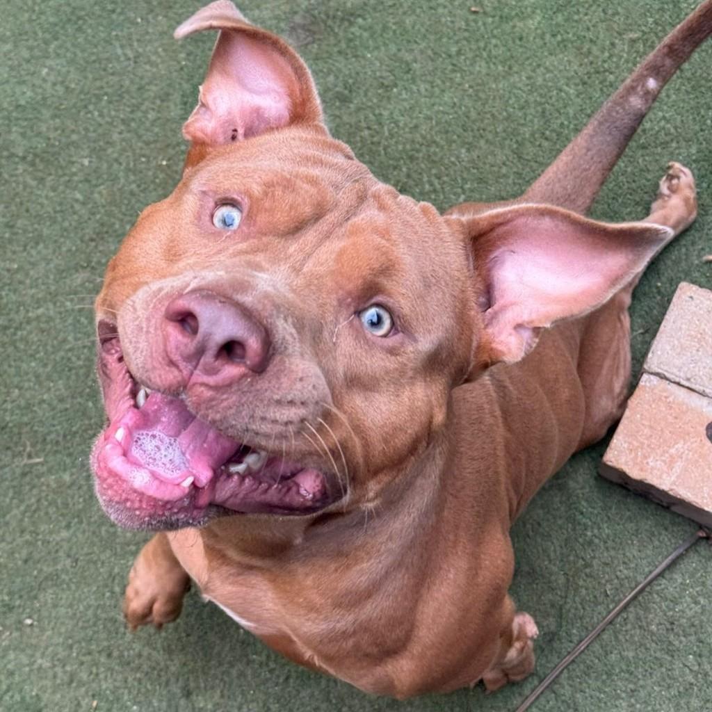 Android, cachorro de porte médio para adoção em Goiânia - GO — foto 2 de 8