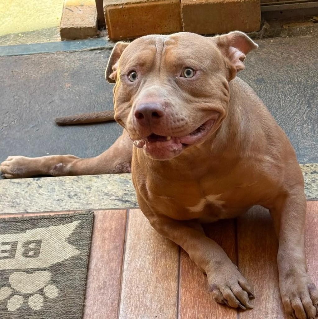 Android, cachorro de porte médio para adoção em Goiânia - GO — foto 3 de 8