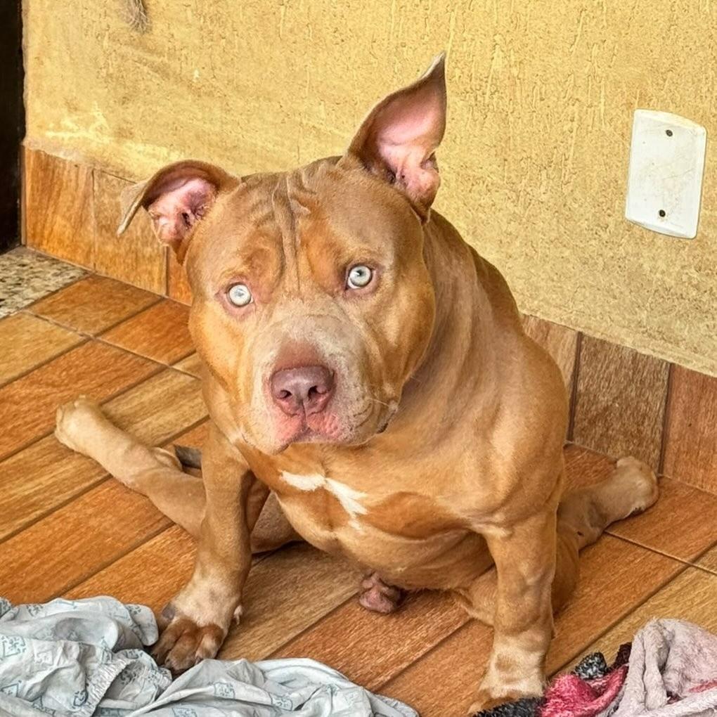 Android, cachorro de porte médio para adoção em Goiânia - GO — foto 4 de 8