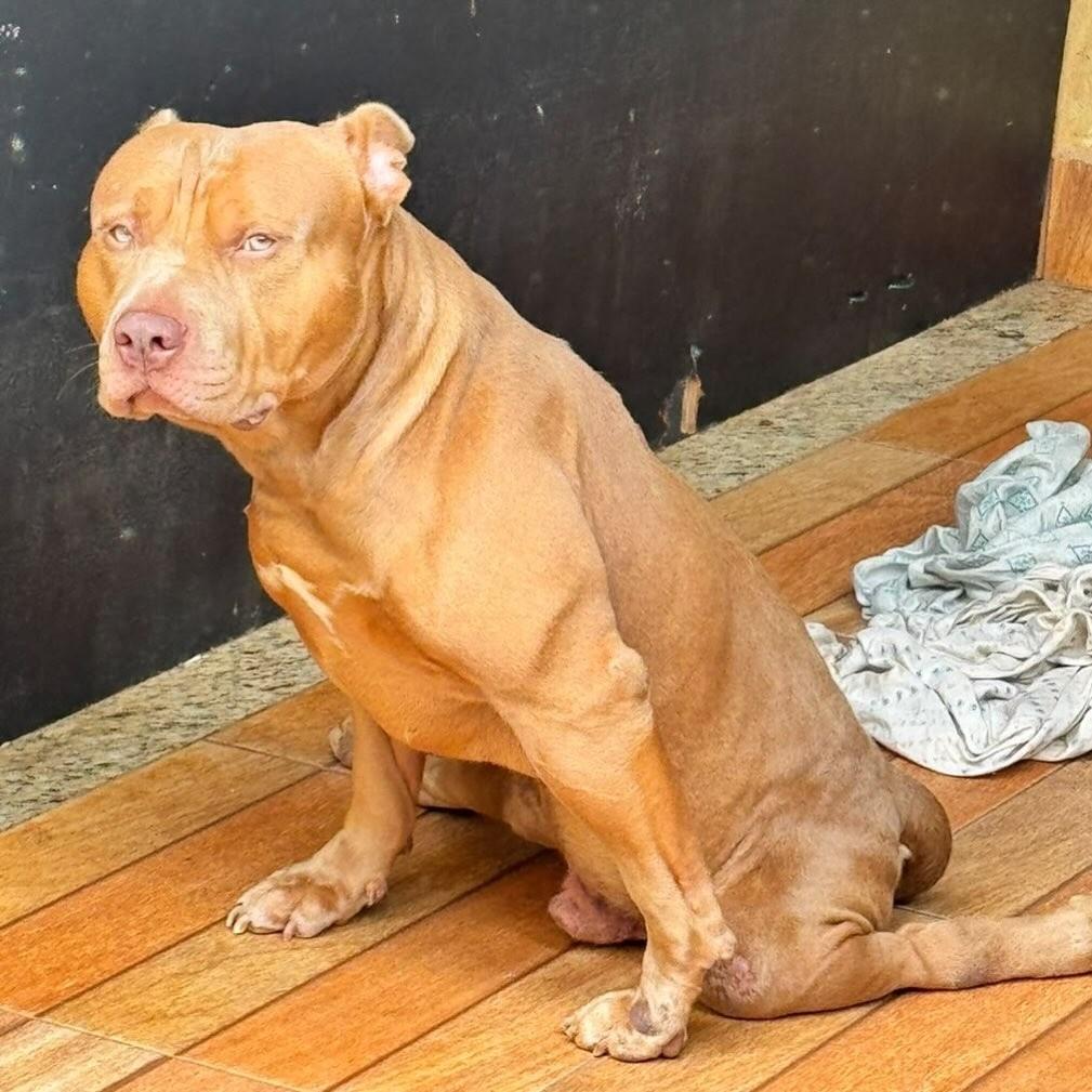Android, cachorro de porte médio para adoção em Goiânia - GO — foto 5 de 8