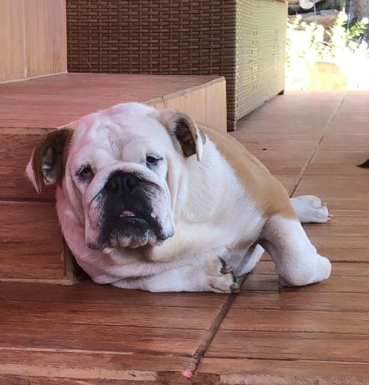 Gigi, cadela de porte médio para adoção em Goiânia - GO