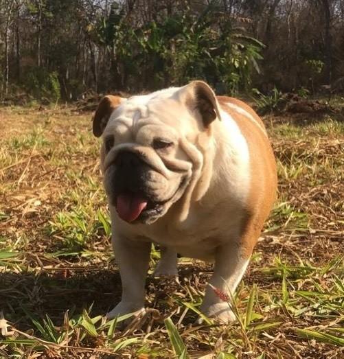 Gigi, cadela de porte médio para adoção em Goiânia - GO — foto 2 de 2
