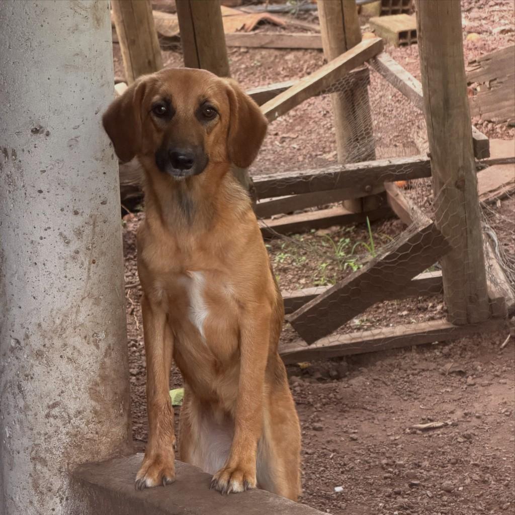 Betina, cadela de porte pequeno para adoção em Goiânia - GO
