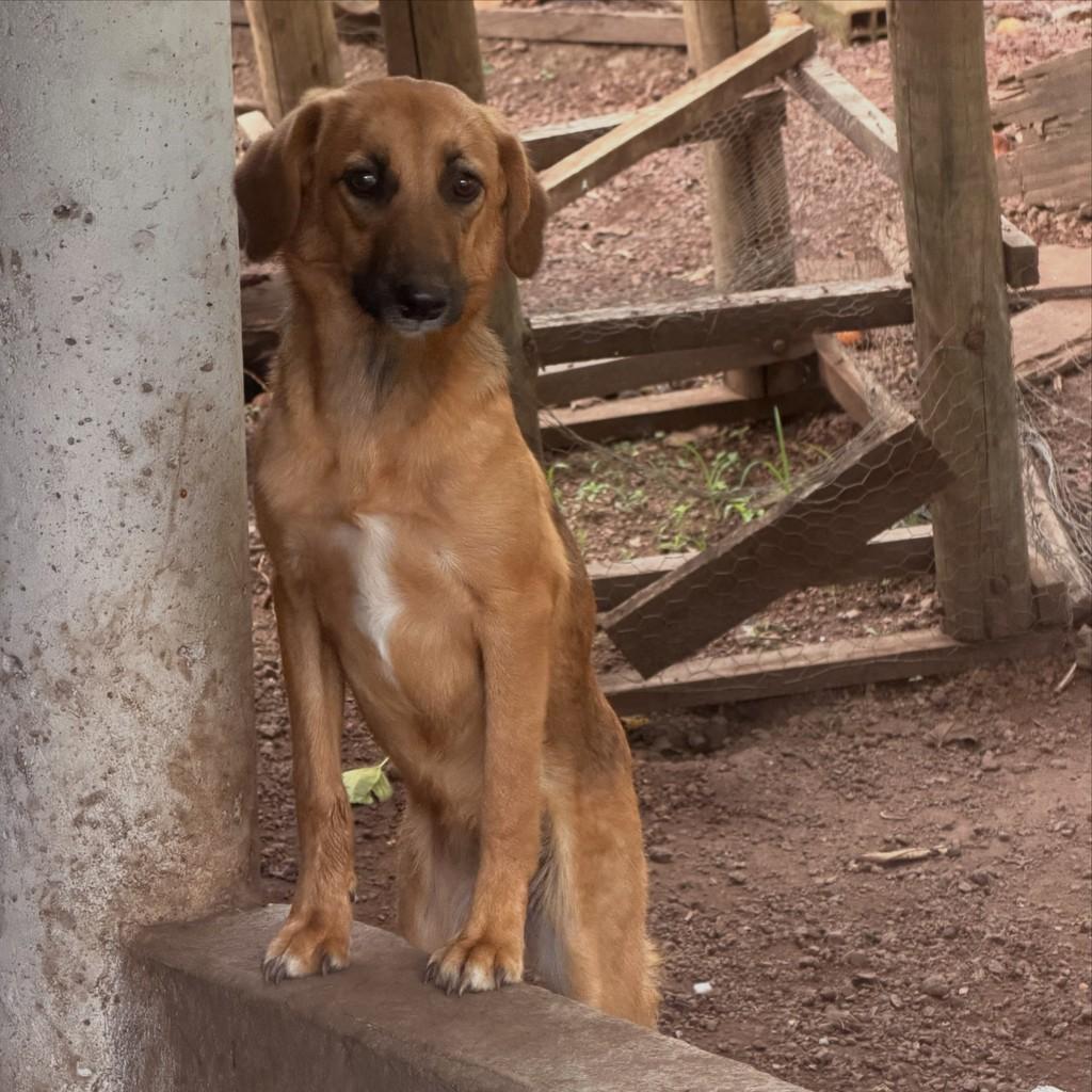 Betina, cadela de porte pequeno para adoção em Goiânia - GO — foto 2 de 2