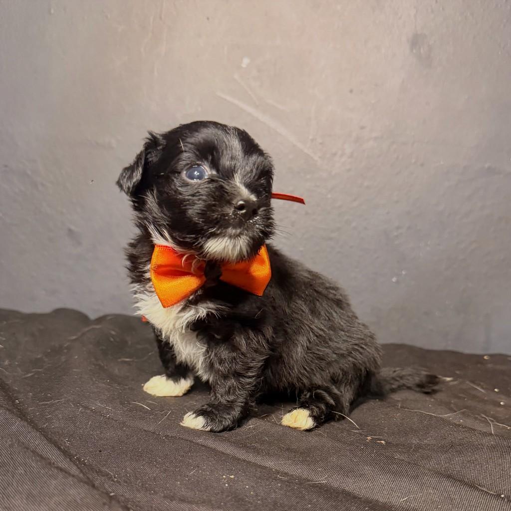 Domy, cachorro de porte pequeno para adoção em Goiânia - GO