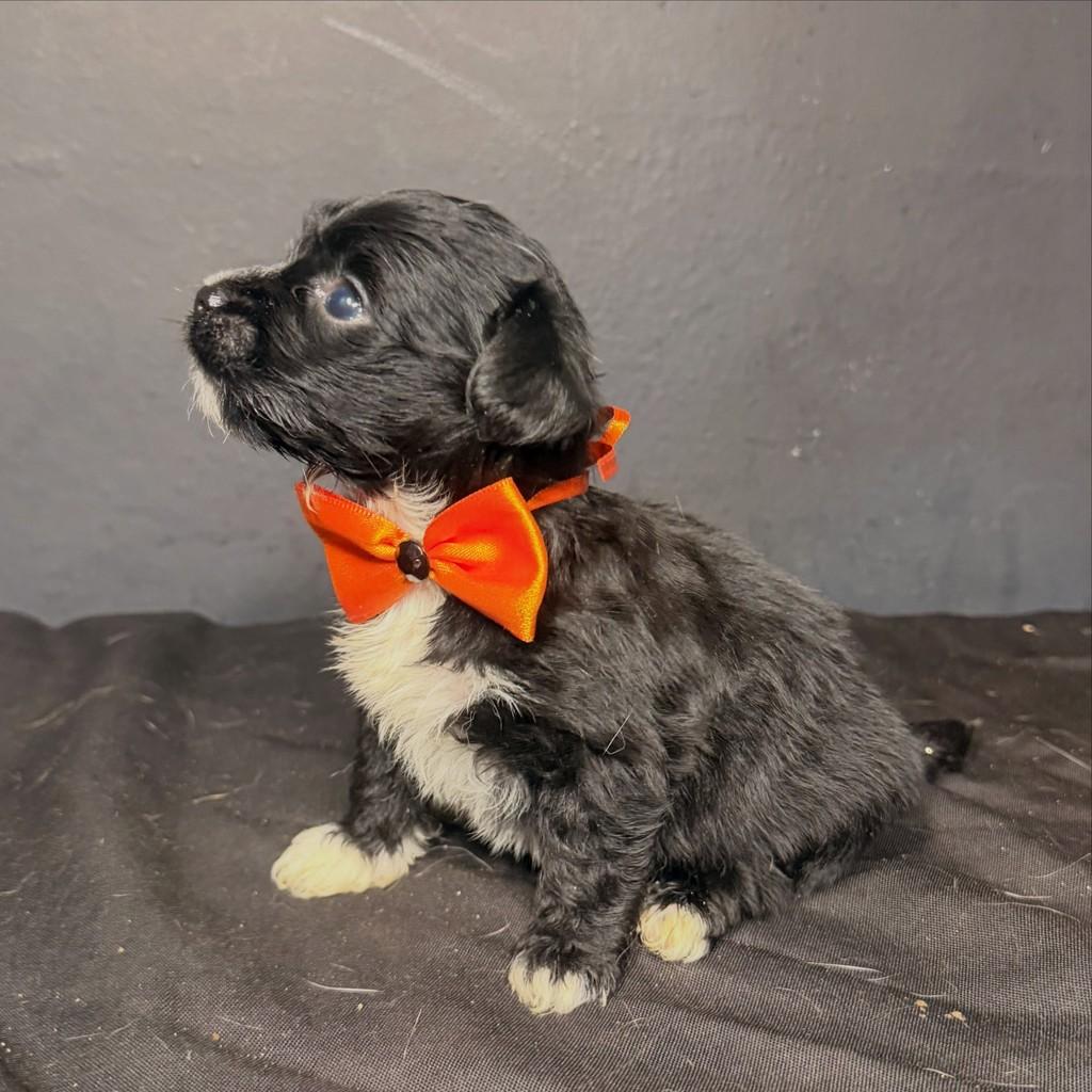 Domy, cachorro de porte pequeno para adoção em Goiânia - GO — foto 2 de 3