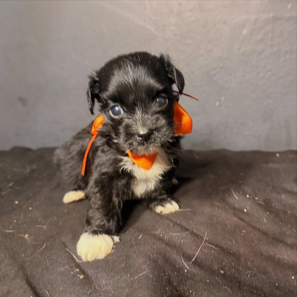 Domy, cachorro de porte pequeno para adoção em Goiânia - GO — foto 3 de 3