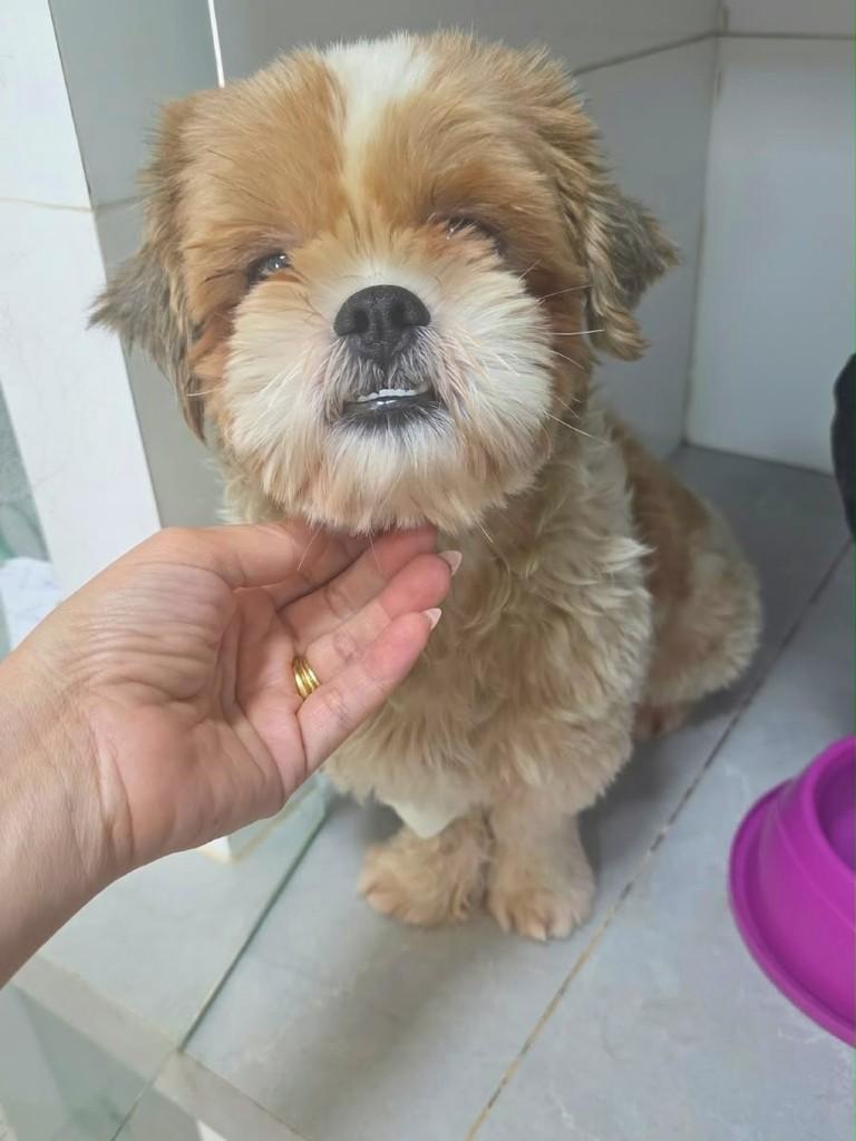 Borzy, cachorro de porte pequeno para adoção em Goiânia - GO