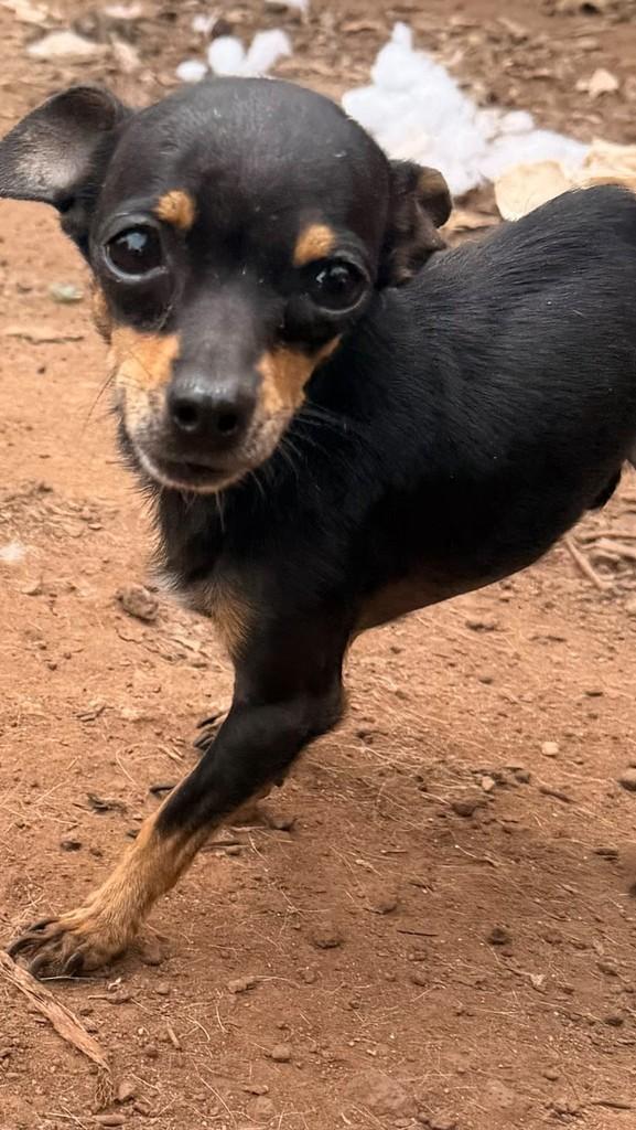 Ze, cachorro de porte pequeno para adoção em Goiânia - GO