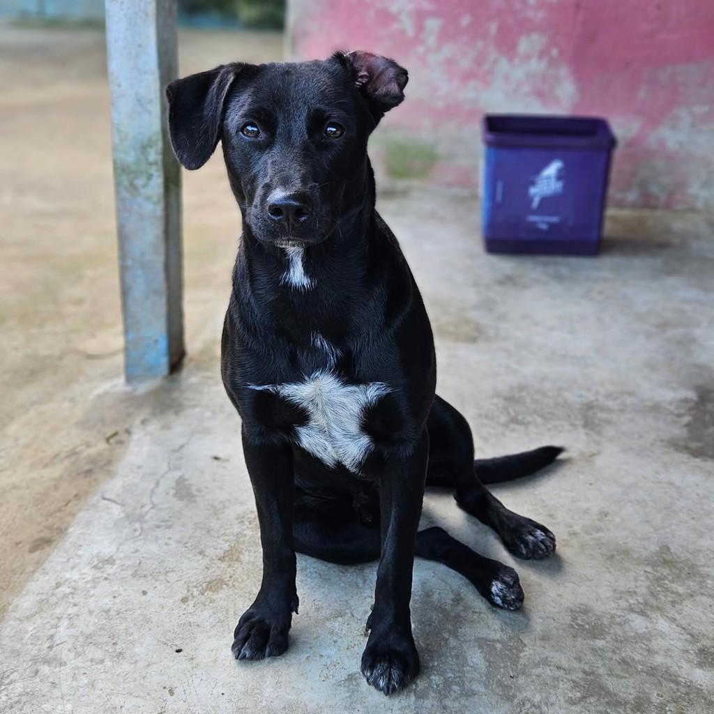 Cadu, cachorro de porte médio para adoção em Ubatuba - SP