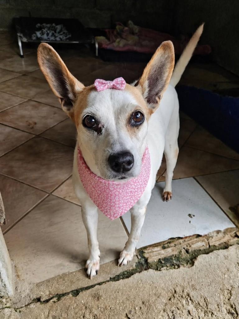 Clarinha, cachorro de porte pequeno para adoção em Ubatuba - SP