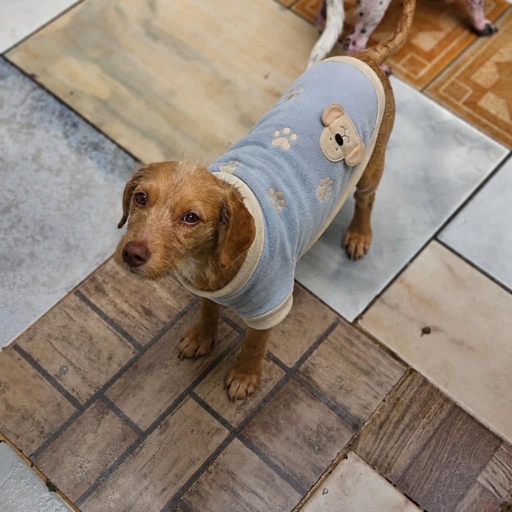 Soneca, cachorro de porte médio para adoção em Ubatuba - SP
