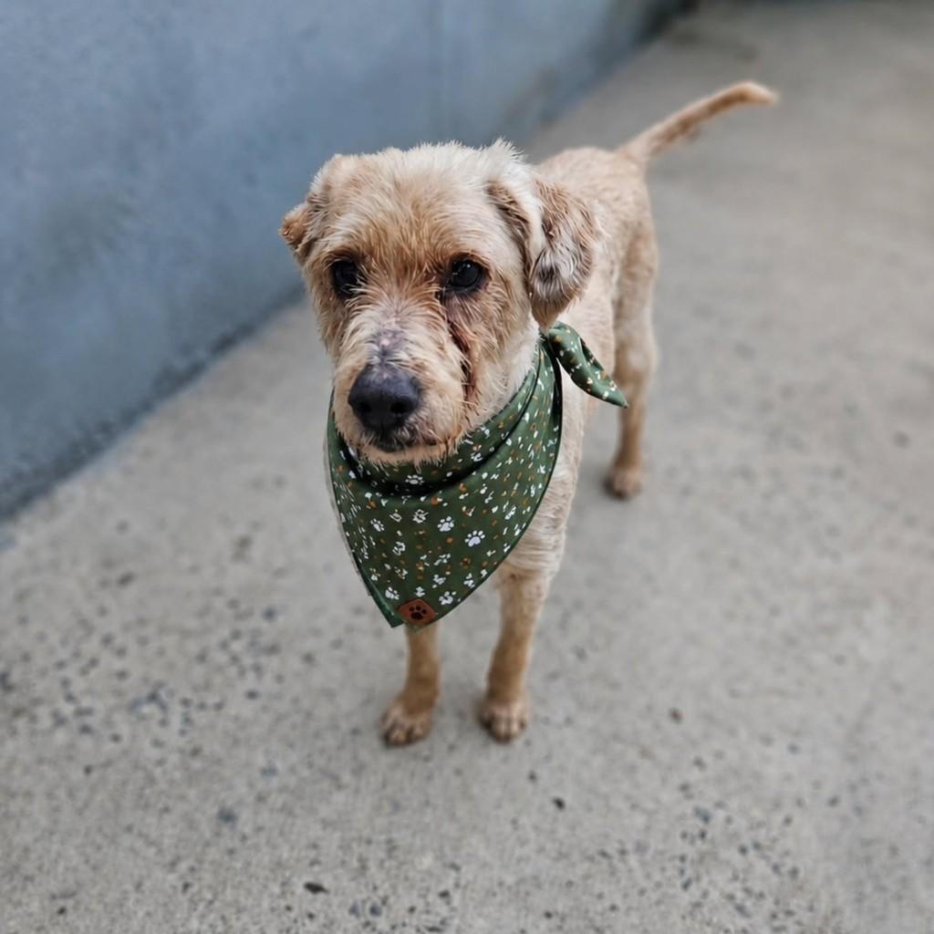 Tim Tim, cachorro de porte médio para adoção em Ubatuba - SP