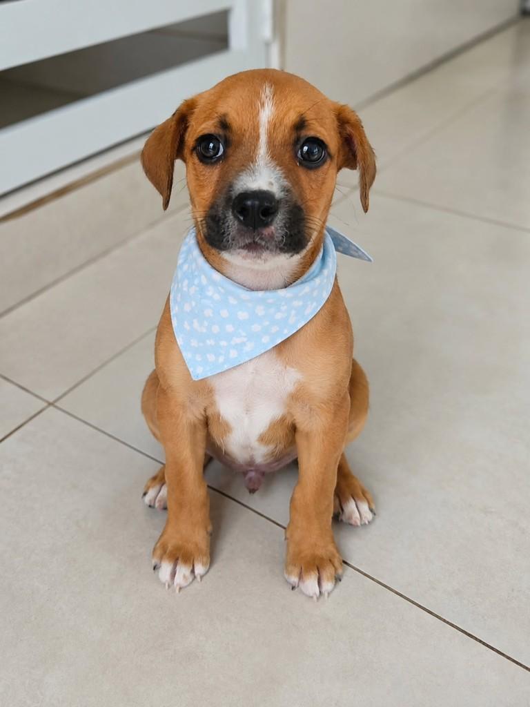 Blue, cachorro de porte médio para adoção em Ubatuba - SP