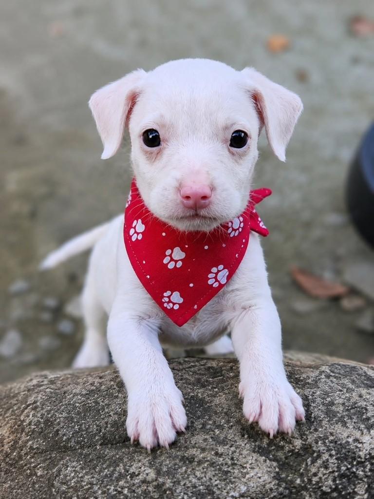 Snow, cachorro de porte pequeno para adoção em Ubatuba - SP