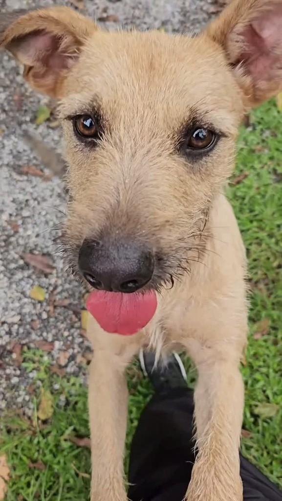 Davi, cachorro de porte pequeno para adoção em Ubatuba - SP