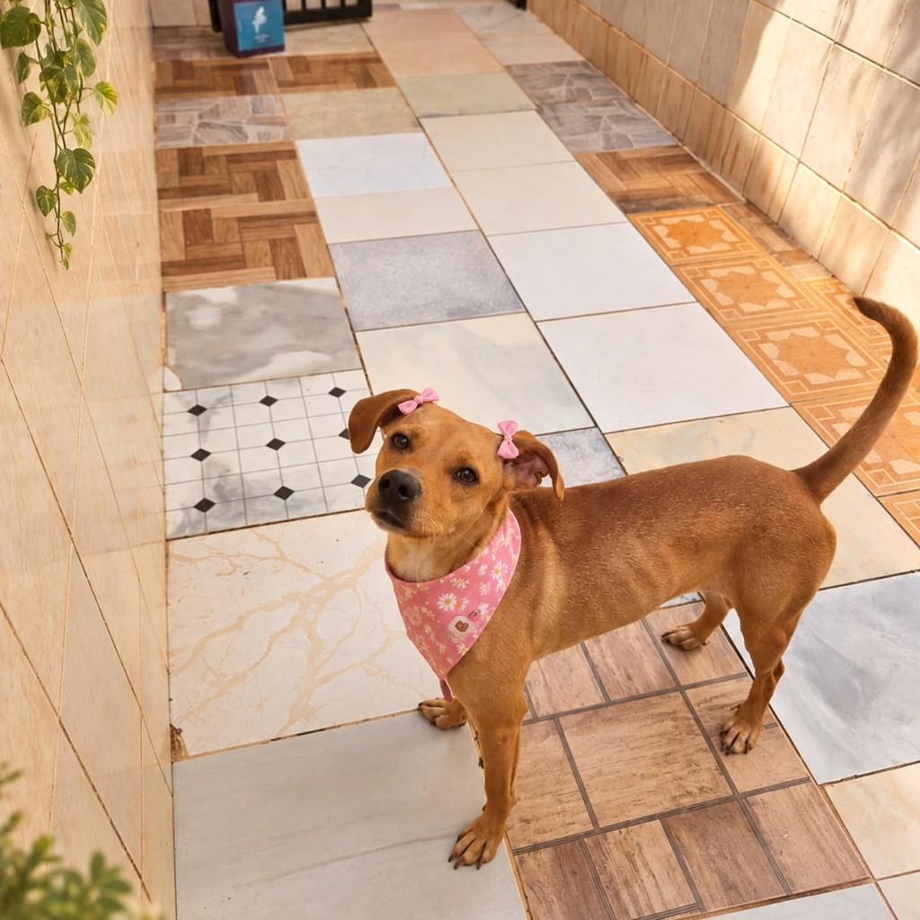 Zara, cadela de porte médio para adoção em Ubatuba - SP — foto 2 de 3