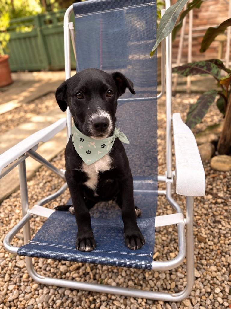 Otto, cachorro de porte médio para adoção em Ubatuba - SP