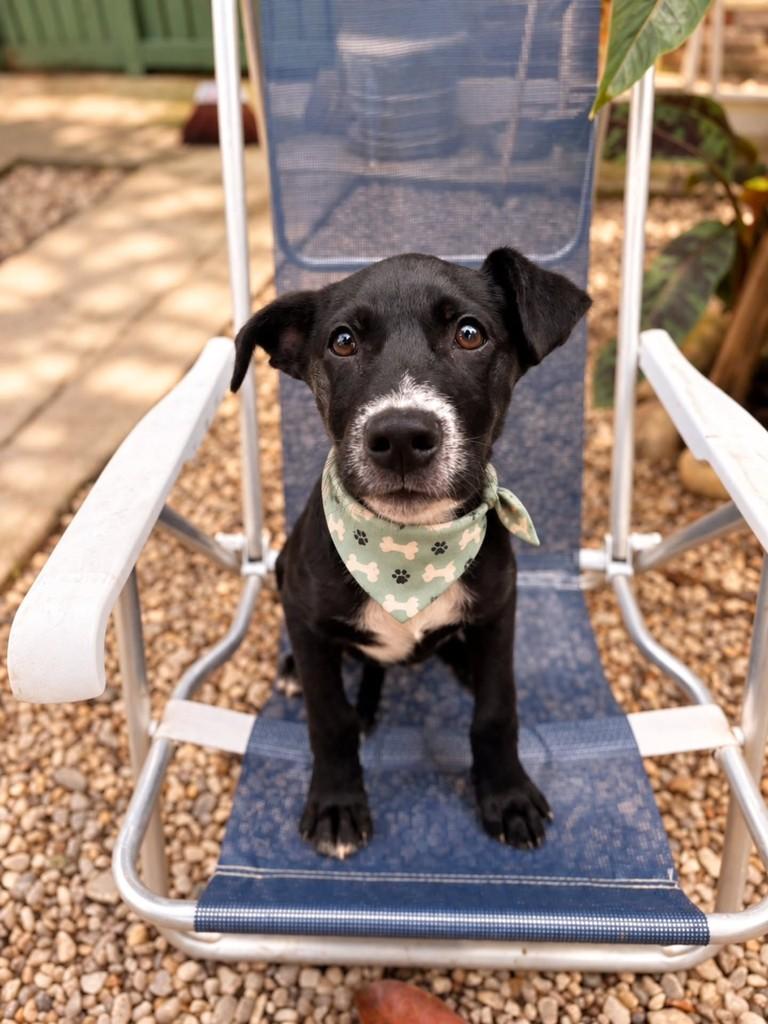 Otto, cachorro de porte médio para adoção em Ubatuba - SP — foto 2 de 3