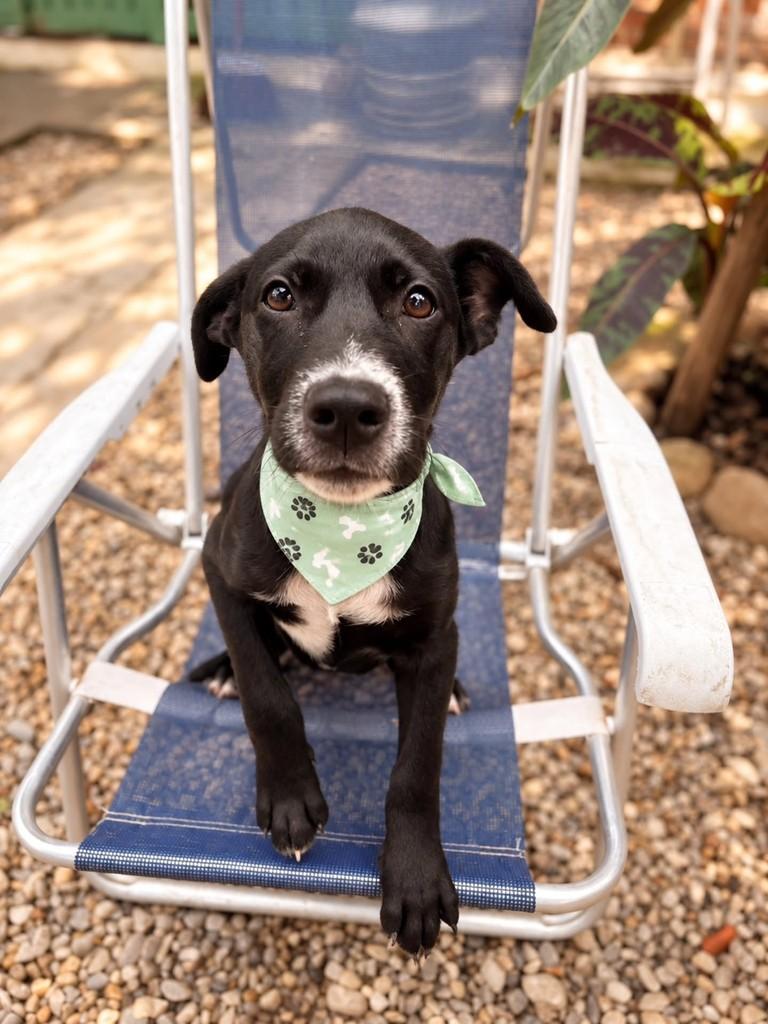 Otto, cachorro de porte médio para adoção em Ubatuba - SP — foto 3 de 3