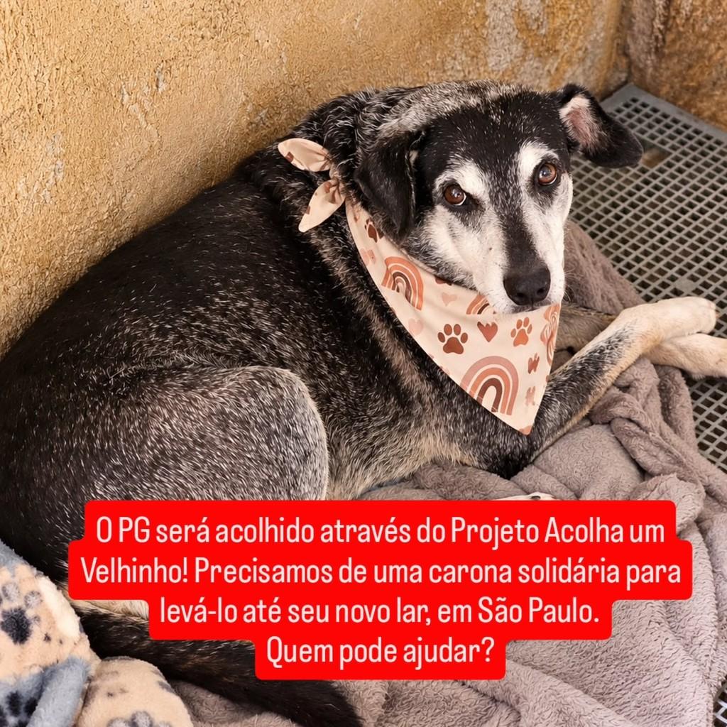 Pg, cachorro de porte médio para adoção em Ubatuba - SP