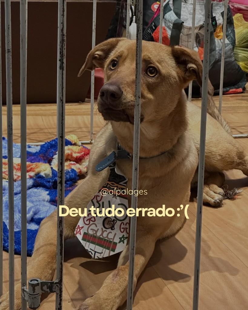 Luck, cachorro de porte médio para adoção em Lages - SC