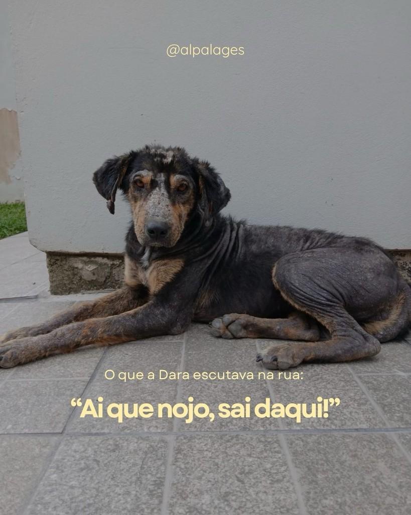 Dara, cadela de porte médio para adoção em Lages - SC