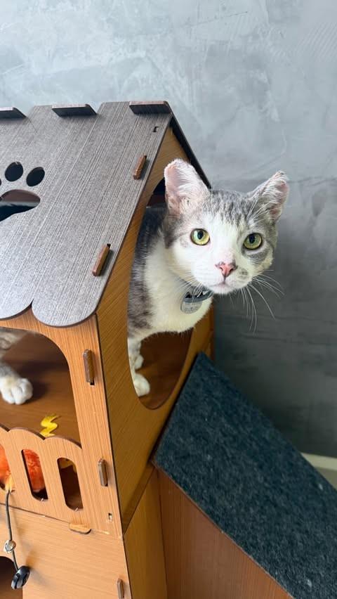 Maçarico, gato de porte médio para adoção em Lages - SC