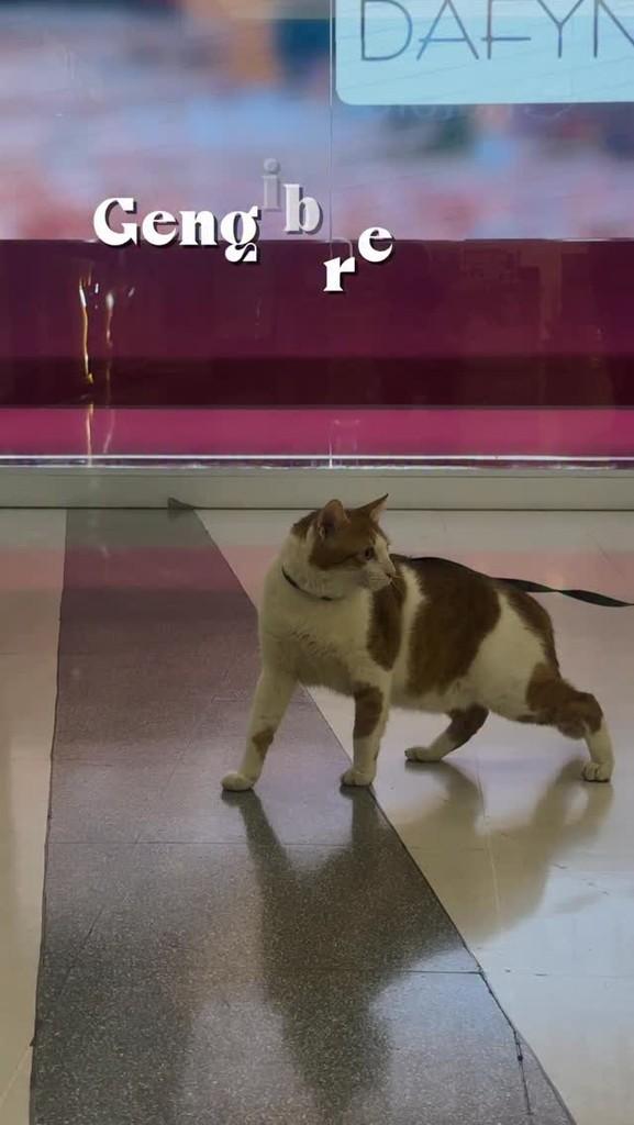Gengibre, gato de porte médio para adoção em Limeira - SP
